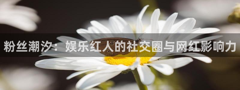 卧龙娱乐怎么样：粉丝潮汐：娱乐红人的社交圈与网红影响力